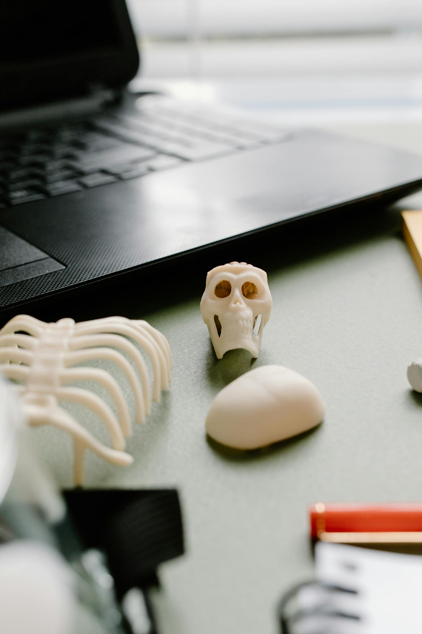 Close-up of a study desk with a skeleton model and laptop, ideal for educational concepts.